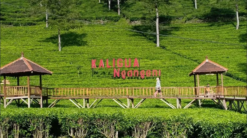 Agrowisata Kebun Teh Kaligua